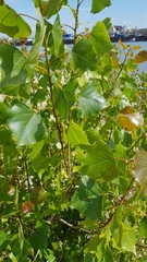Populus nigra