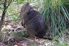 Potorous tridactylus