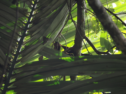 Zanclostomus calyorhynchus