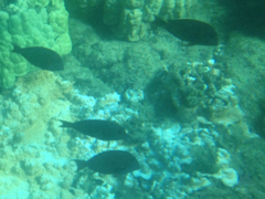 Acanthurus nigrofuscus
