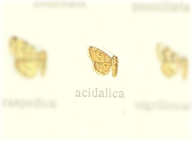 Cerynea acidalica
