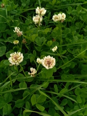 Trifolium repens