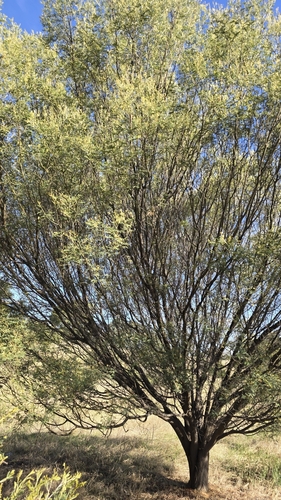 Image of Acacia deanei by (c) Petra Holland, some rights reserved (CC BY)
