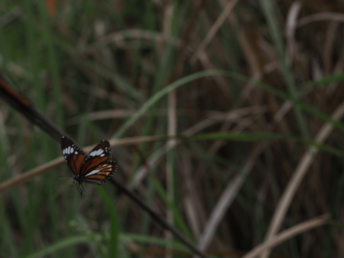 Danaus genutia