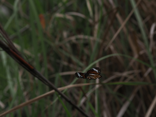 Danaus genutia