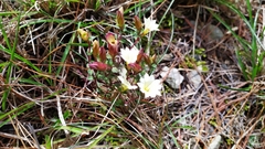 Gentiana scabrida