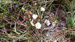Gentiana scabrida