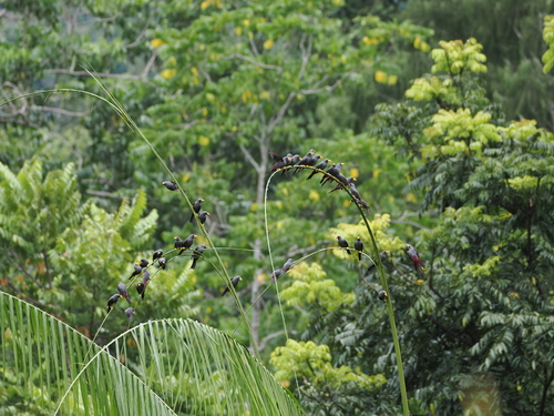 Scissirostrum dubium