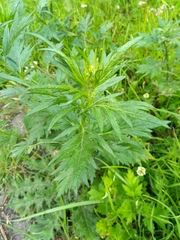 Artemisia vulgaris