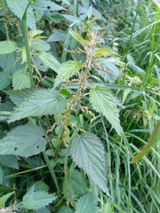 Urtica dioica