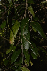 Carronia multisepalea