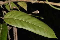 Carronia multisepalea
