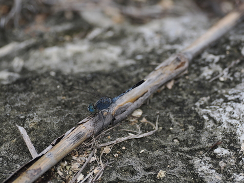 Diplacodes trivialis