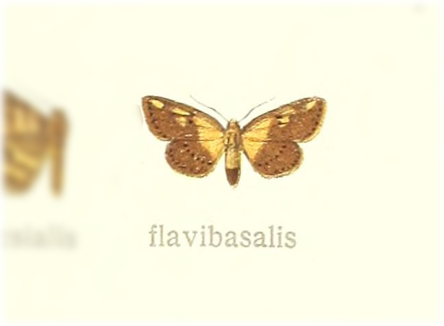 Cerynea flavibasalis