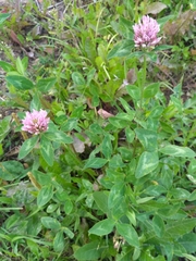 Trifolium pratense