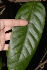 Carronia multisepalea