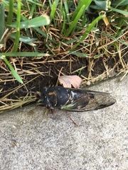 Neotibicen lyricen engelhardti