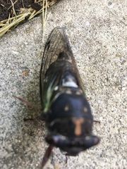 Neotibicen lyricen engelhardti