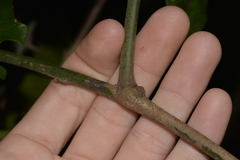 Carronia multisepalea