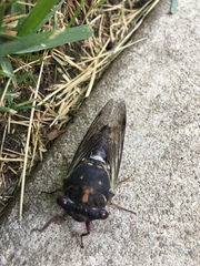 Neotibicen lyricen engelhardti