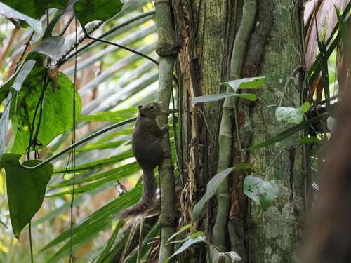 Prosciurillus leucomus