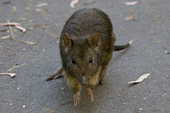 Potorous tridactylus