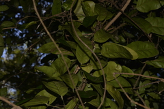 Carronia multisepalea