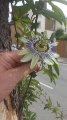 Passiflora caerulea
