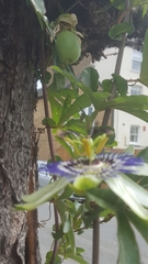 Passiflora caerulea