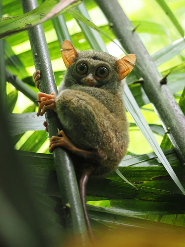 Gursky's Spectral Tarsier