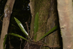 Asplenium australasicum