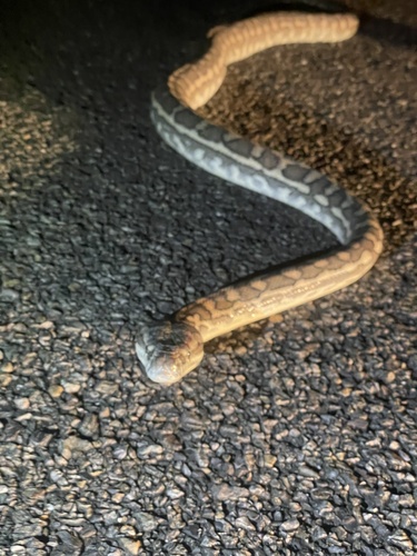 Coastal Carpet Python sighting