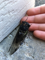 Neotibicen lyricen engelhardti