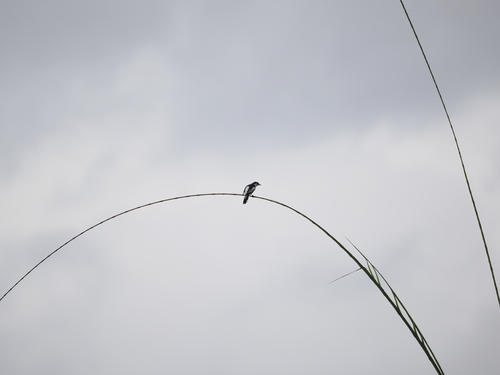 White-rumped Triller (Lalage leucopygialis)