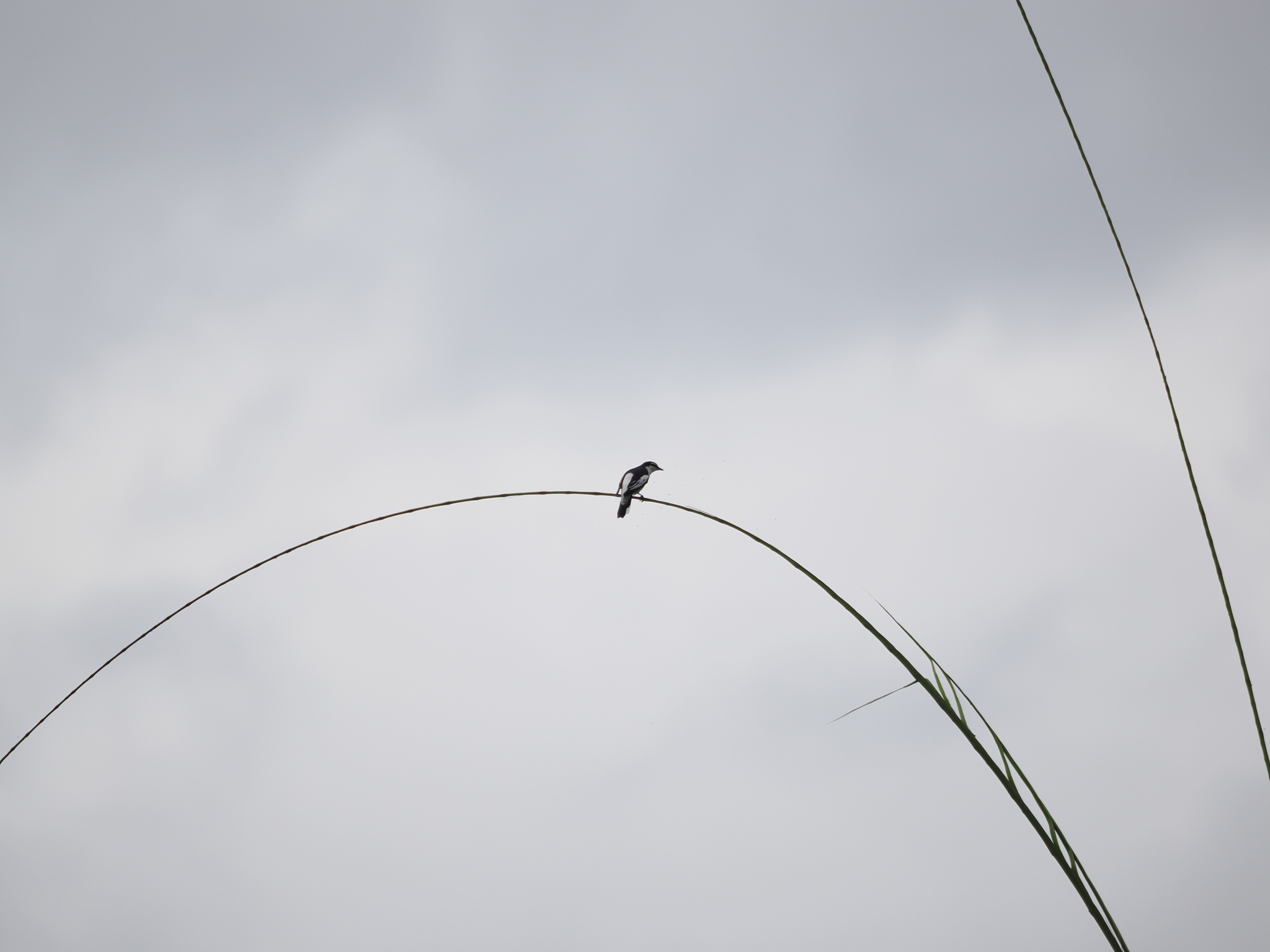 White-rumped Triller (Lalage leucopygialis), photo 1