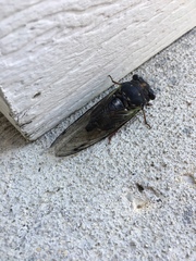 Neotibicen lyricen engelhardti