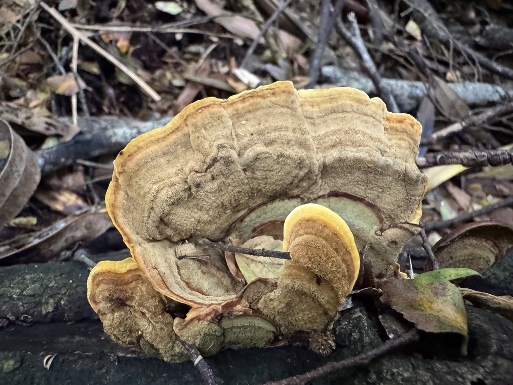 Stereum ostrea · February 2025 · photo: © calebcatto (iNaturalist, cc-by)