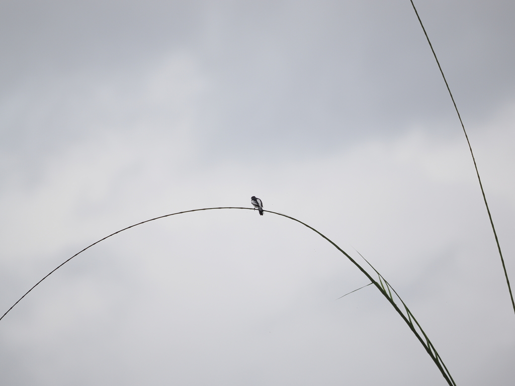 White-rumped Triller (Lalage leucopygialis)