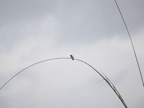 White-rumped Triller (Lalage leucopygialis), photo 2