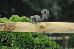 Sciurus carolinensis