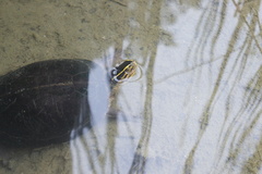 Cuora amboinensis kamaroma