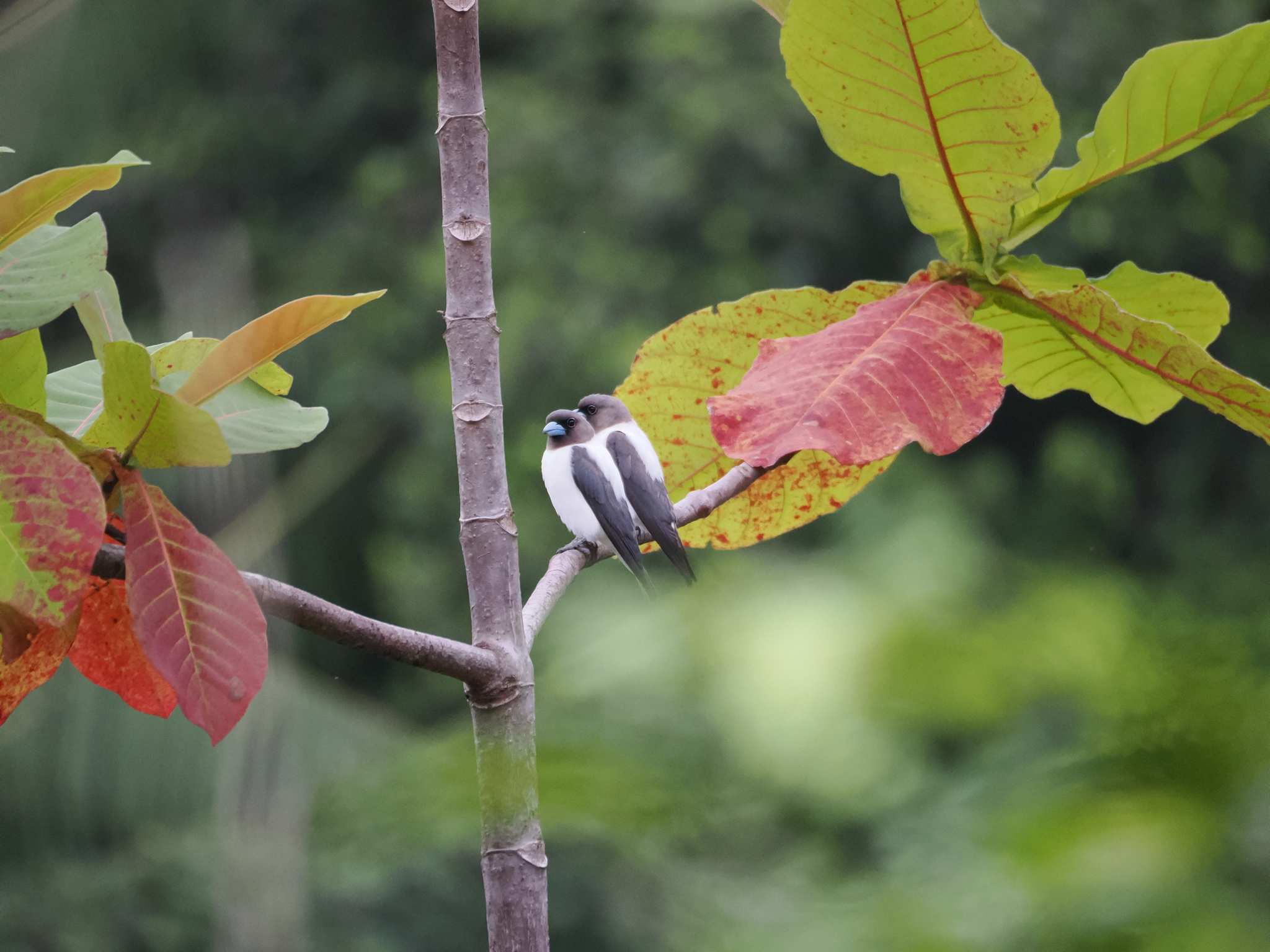 Ivory-backed Woodswallow (Artamus monachus), photo 3
