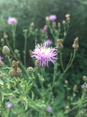 Centaurea stoebe