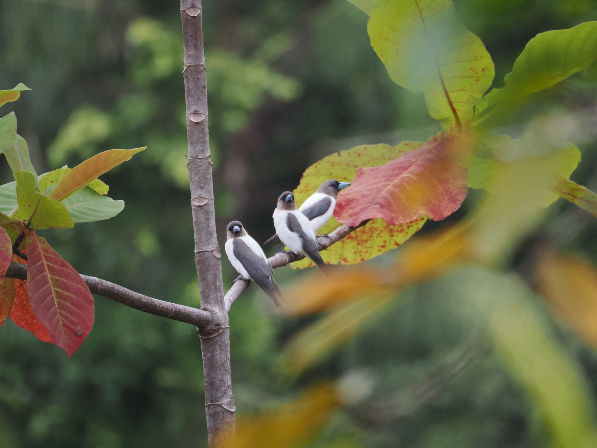 Ivory-backed Woodswallow (Artamus monachus), photo 4