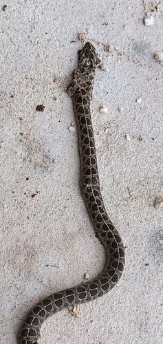 Ocellated Pampas Snake