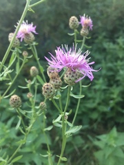 Centaurea stoebe