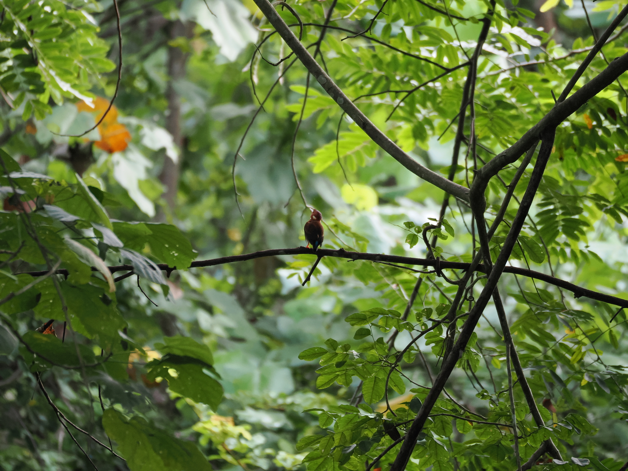 Sulawesi Dwarf Kingfisher (Ceyx fallax), photo 4