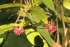 Syzygium wilsonii