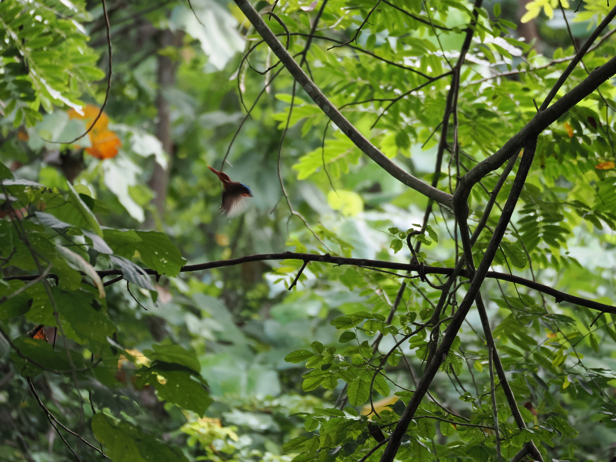 Sulawesi Dwarf Kingfisher (Ceyx fallax), photo 5