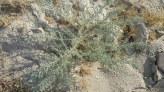 Cornulaca aucheri